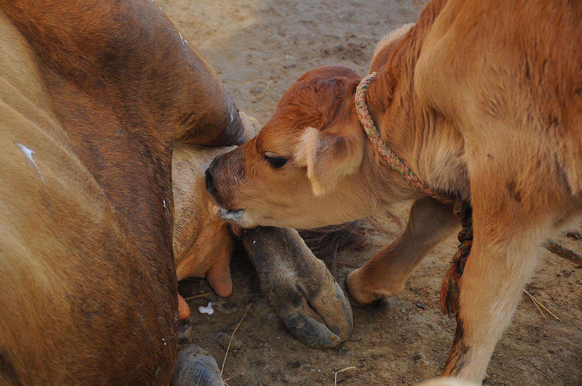 A rescued calf being cared for at Braj Raj Gaushala